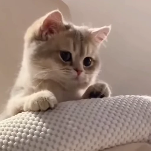 😺 Стикер «' - elguapoo46» для Telegram