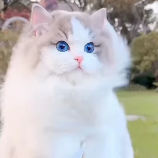 😺 Стикер «' - elguapoo46» для Telegram