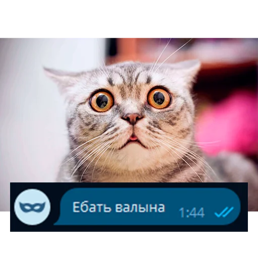 😱 Стикер «Приколы для анон чата» для Telegram