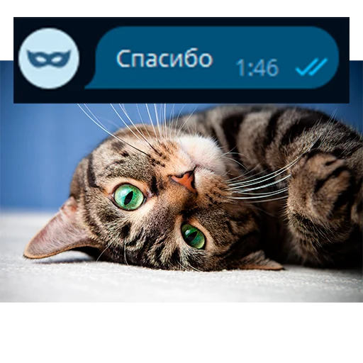 🥰 Стикер «Приколы для анон чата» для Telegram