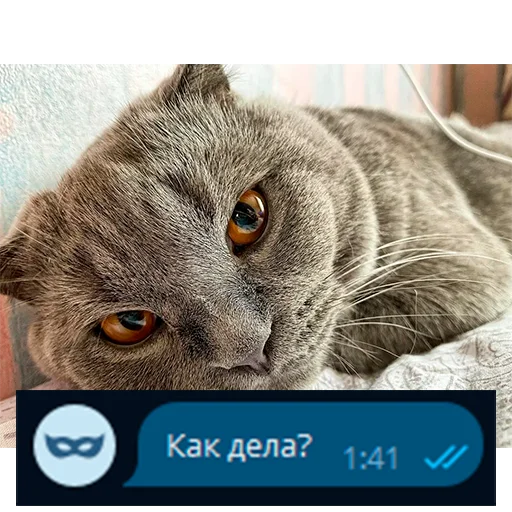 ❔ Стикер «Приколы для анон чата» для Telegram