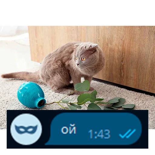 🙈 Стикер «Приколы для анон чата» для Telegram