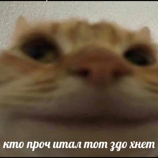 👍 Стикер «Anonimka» для Telegram