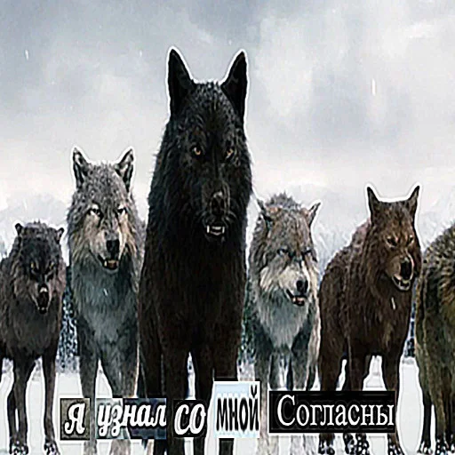 👍 Стикер «Антицирк» для Telegram
