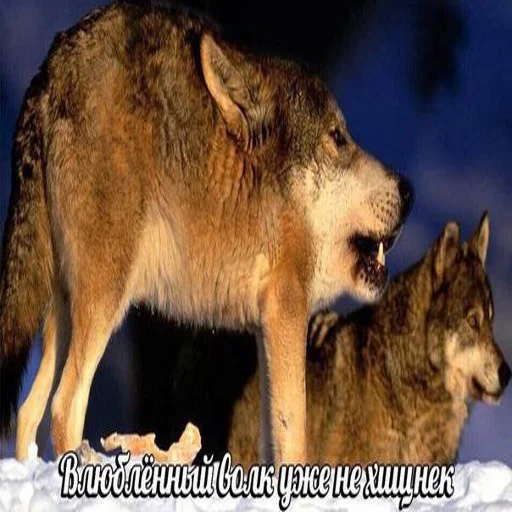 😬 Стикер «Антицирк» для Telegram