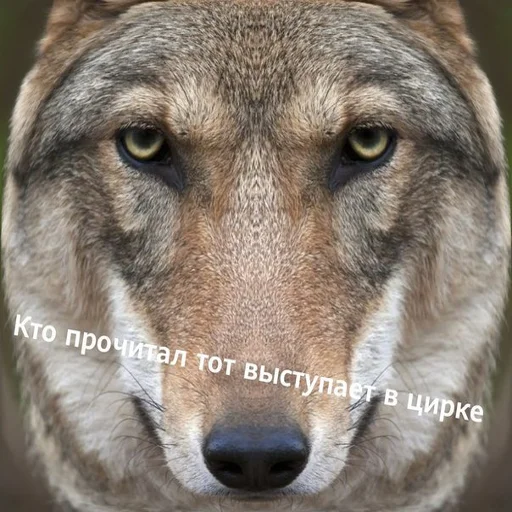 😂 Стикер «Антицирк» для Telegram