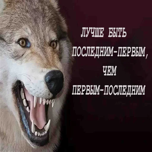 😎 Стикер «Антицирк» для Telegram