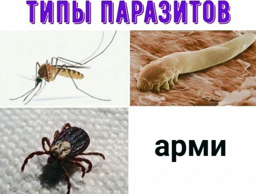🐛 Стикер «АНТИ БТС» для Telegram
