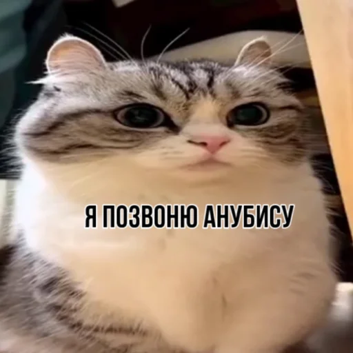 🤴 Стикер «ANUBIS_METRO» для Telegram