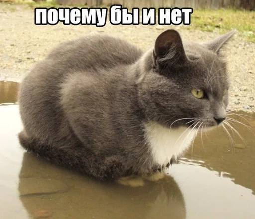 🤷‍♀️ Стикер «appropriate reaction» для Telegram