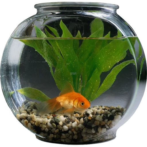 🐠 Стикер «Aquariums» для Telegram