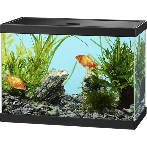 🐠 Стикер «Aquariums» для Telegram