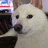 😑 Эмодзи «ArashRx» для Telegram
