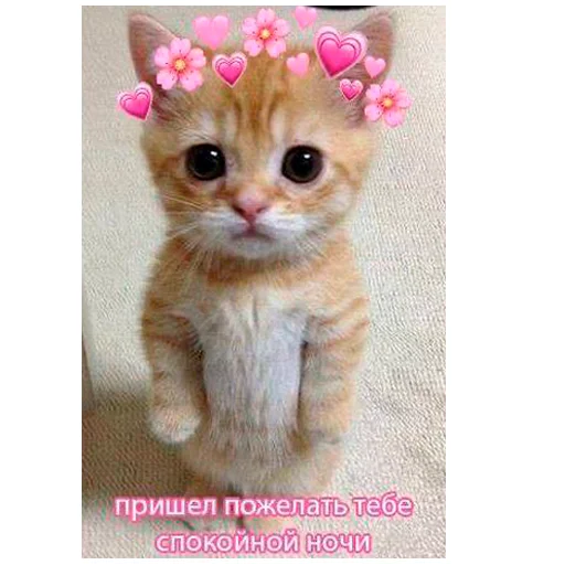 🌈 Стикер «arbuzzer 09 11» для Telegram