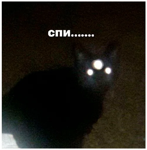 🐱 Стикер «arbuzzer 09 11» для Telegram