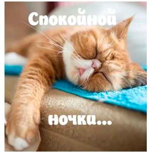 🍊 Стикер «arbuzzer 09 11» для Telegram