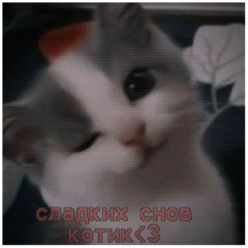 🍇 Стикер «arbuzzer 09 11» для Telegram