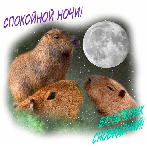 🐭 Стикер «arbuzzer 09 11» для Telegram