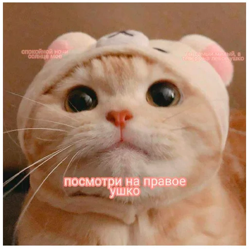 🥥 Стикер «arbuzzer 09 11» для Telegram