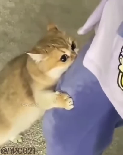 😾 Стикер «همچی اینجاس» для Telegram