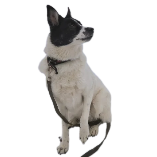 🐶 Стикер «ARCANE SUKUNA 2» для Telegram