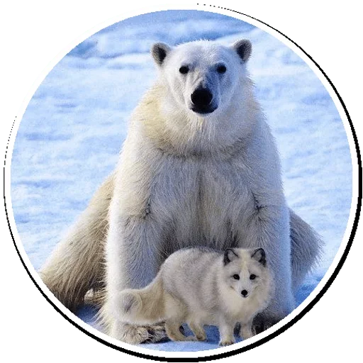 😙 Стикер «Arctic Fox» для Telegram