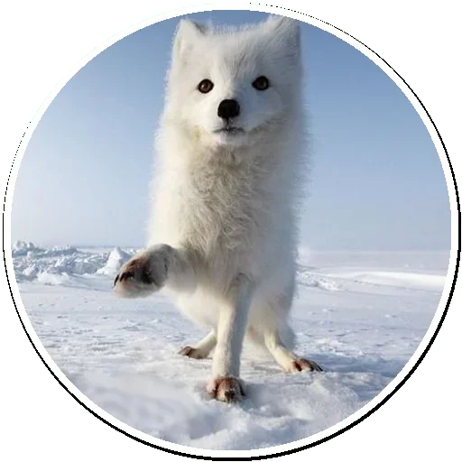 Стикерпак Arctic Fox для Telegram — скачать