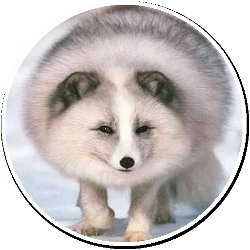 😩 Стикер «Arctic Fox» для Telegram