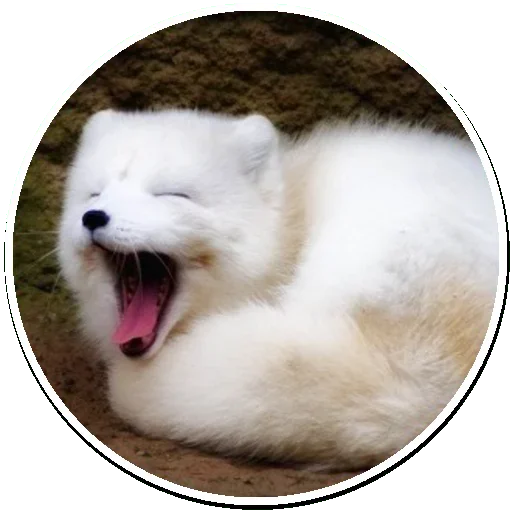 😍 Стикер «Arctic Fox» для Telegram