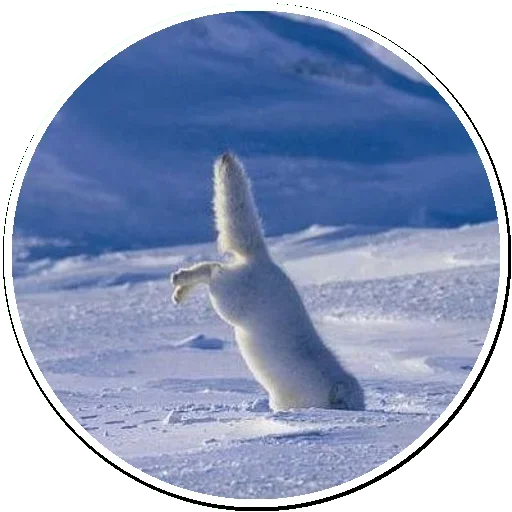 😚 Стикер «Arctic Fox» для Telegram