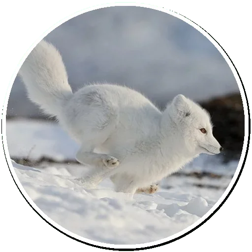😙 Стикер «Arctic Fox» для Telegram