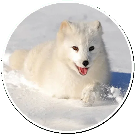 😙 Стикер «Arctic Fox» для Telegram