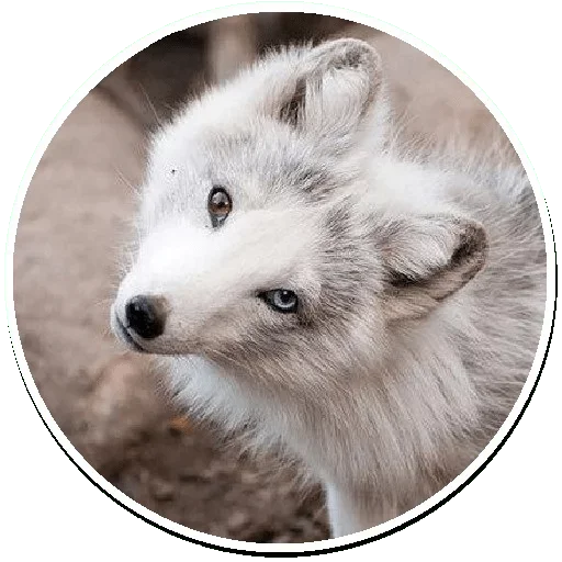 😜 Стикер «Arctic Fox» для Telegram