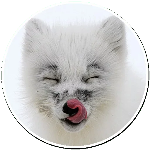 😙 Стикер «Arctic Fox» для Telegram
