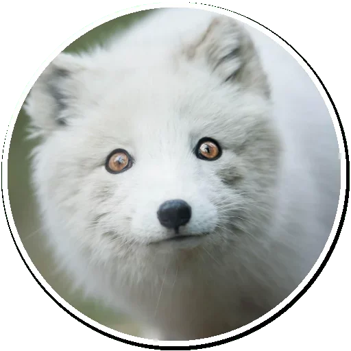 😚 Стикер «Arctic Fox» для Telegram