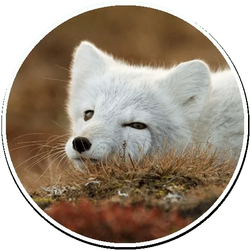 😚 Стикер «Arctic Fox» для Telegram