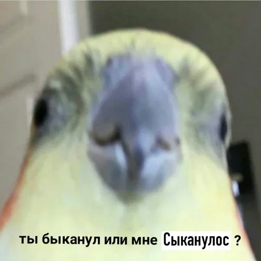 😕 Стикер «ArePek memes» для Telegram