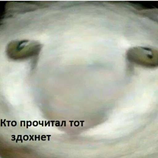💀 Стикер «ArePek memes» для Telegram