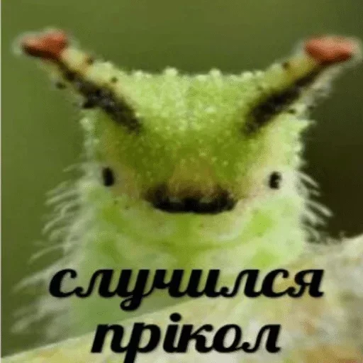 🔥 Стикер «ArePek memes» для Telegram