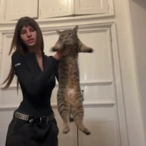 🐈 Стикер «arigins» для Telegram