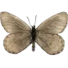 Стикер 25 Amor Caecus