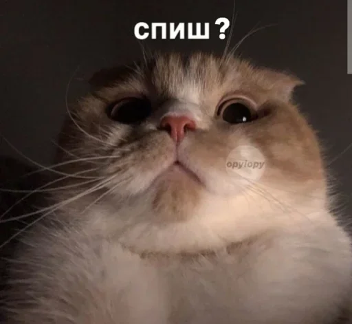 😂 Стикер «Груз ма етта» для Telegram
