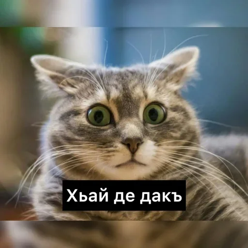 😂 Стикер «Груз ма етта» для Telegram