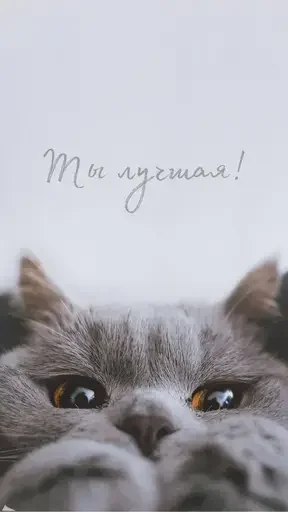 🫥 Стикер «(Assorted stickers) •ηηợ√•» для Telegram