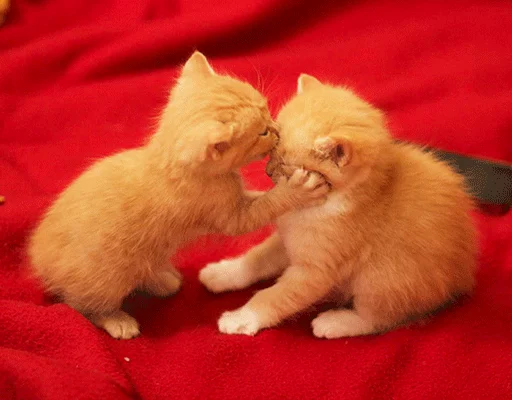 😻 Стикер «(Assorted stickers) •ηηợ√•» для Telegram