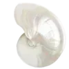 Стикер 12 Luz