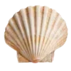 Стикер 16 Luz