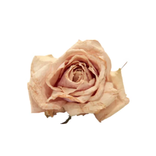 💐 Стикер «прекрасная пора» для Telegram