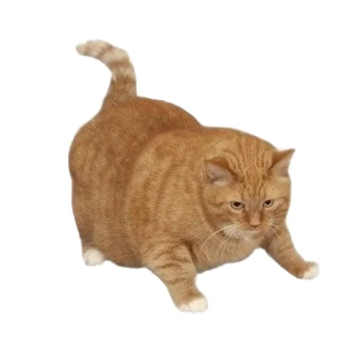 🐱 Стикер «прекрасная пора» для Telegram