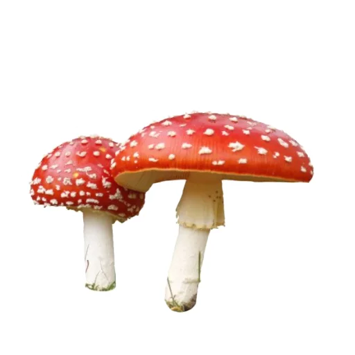 🍄 Стикер «прекрасная пора» для Telegram